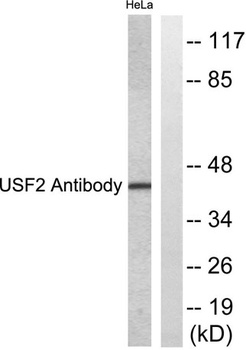 USF-2 rabbit pAb Antibody