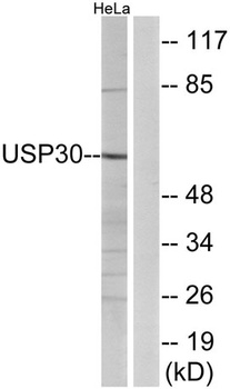 USP30 rabbit pAb Antibody