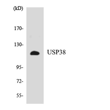 USP38 rabbit pAb Antibody