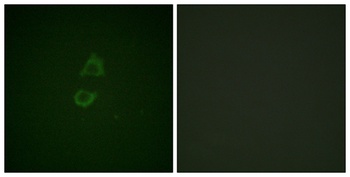 Vinculin rabbit pAb Antibody