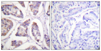 Vinculin rabbit pAb Antibody