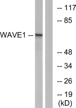 WAVE1 rabbit pAb Antibody