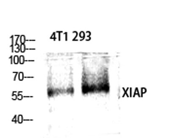XIAP rabbit pAb Antibody