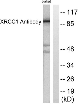 XRCC1 rabbit pAb Antibody