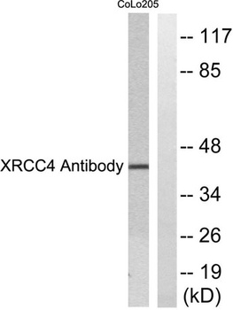 XRCC4 rabbit pAb Antibody
