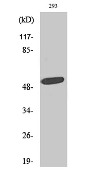 ZAC1 rabbit pAb Antibody