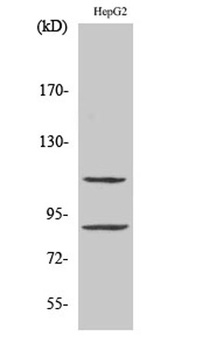 ZBP-89 rabbit pAb Antibody