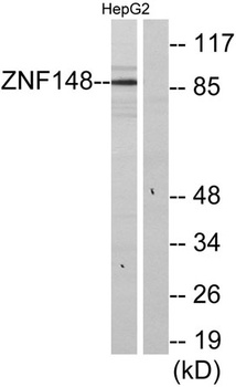 ZBP-89 rabbit pAb Antibody