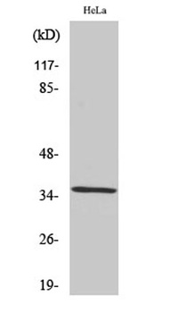 ZIS rabbit pAb Antibody