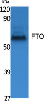 FTO rabbit pAb Antibody