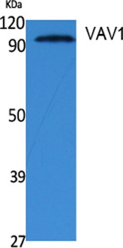 VAV1 rabbit pAb Antibody