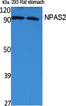 NPAS2 rabbit pAb Antibody
