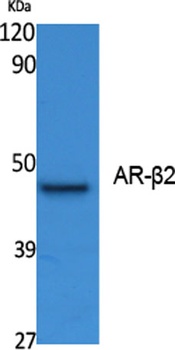 AR-β2 rabbit pAb Antibody