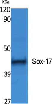 Sox-17 rabbit pAb Antibody