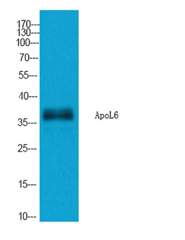 ApoL6 rabbit pAb Antibody