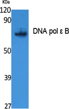 DNA pol ε B rabbit pAb Antibody
