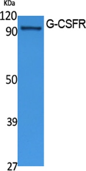 G-CSFR rabbit pAb Antibody