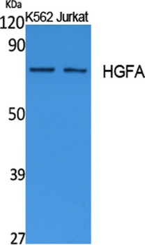 HGFA rabbit pAb Antibody