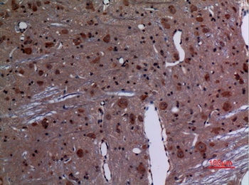 Rab 26 rabbit pAb Antibody