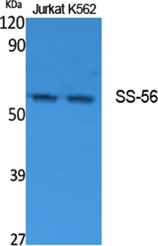 SS-56 rabbit pAb Antibody