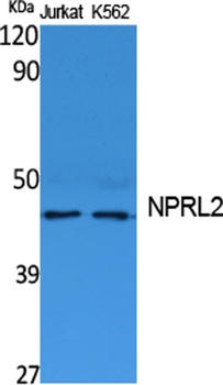 NPRL2 rabbit pAb Antibody