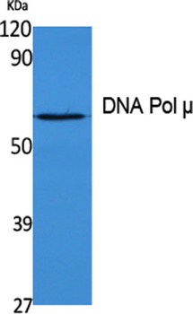 DNA Pol μ rabbit pAb Antibody