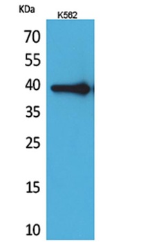 HSP77/76 rabbit pAb Antibody
