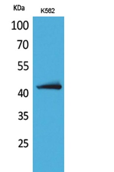 JAM-B rabbit pAb Antibody