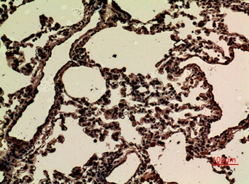 JAM-B rabbit pAb Antibody