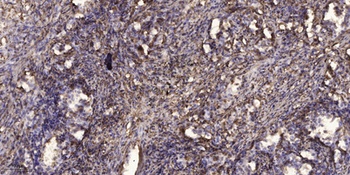 SCP-3 rabbit pAb Antibody