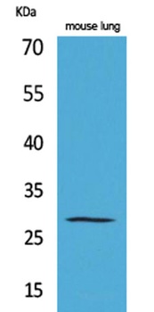 Chymase rabbit pAb Antibody