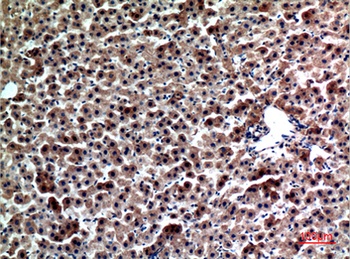 Hepassocin rabbit pAb Antibody
