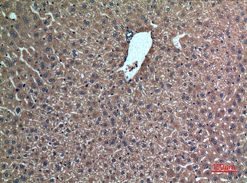 Hepassocin rabbit pAb Antibody
