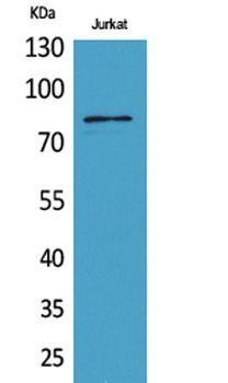 PREP rabbit pAb Antibody