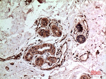 IL-10 rabbit pAb Antibody