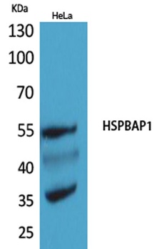 HSPBAP1 rabbit pAb Antibody