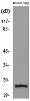 ET-1 rabbit pAb Antibody