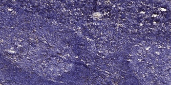 ET-1 rabbit pAb Antibody