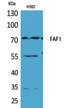 FAF1 rabbit pAb Antibody