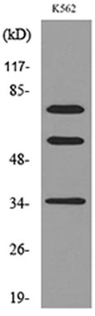 FAF1 rabbit pAb Antibody