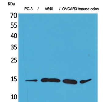 Eotaxin-3 rabbit pAb Antibody