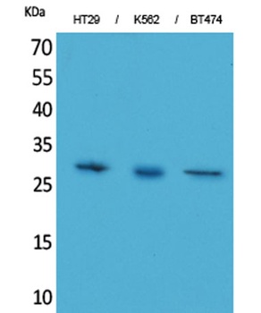 BRMS-1 rabbit pAb Antibody