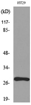 BRMS-1 rabbit pAb Antibody