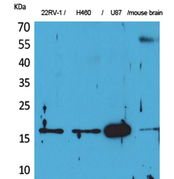 Apelin rabbit pAb Antibody