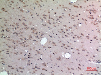 Apelin rabbit pAb Antibody