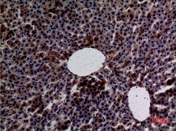 Amylase rabbit pAb Antibody