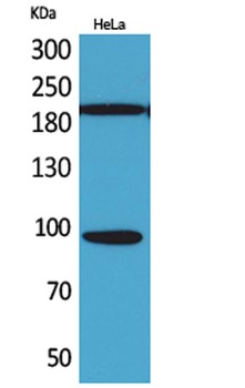 Trk C rabbit pAb Antibody