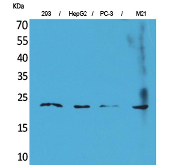 FGF-6 rabbit pAb Antibody