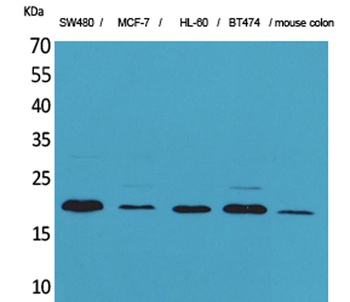 FGF-20 rabbit pAb Antibody