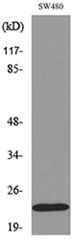 FGF-20 rabbit pAb Antibody